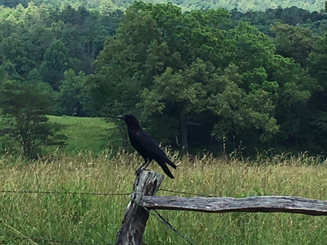 Cades Cove Campground Store and Bike Rental-汤森必去景点