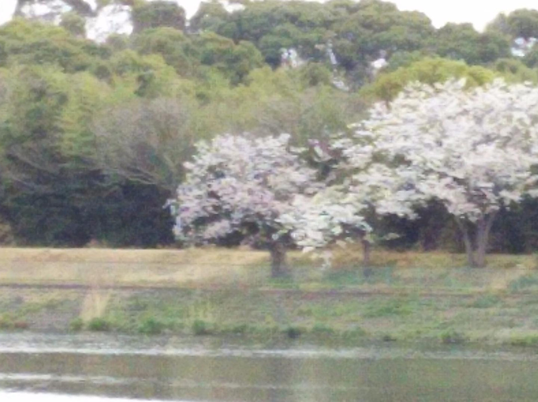 Chosei Pond景点图片