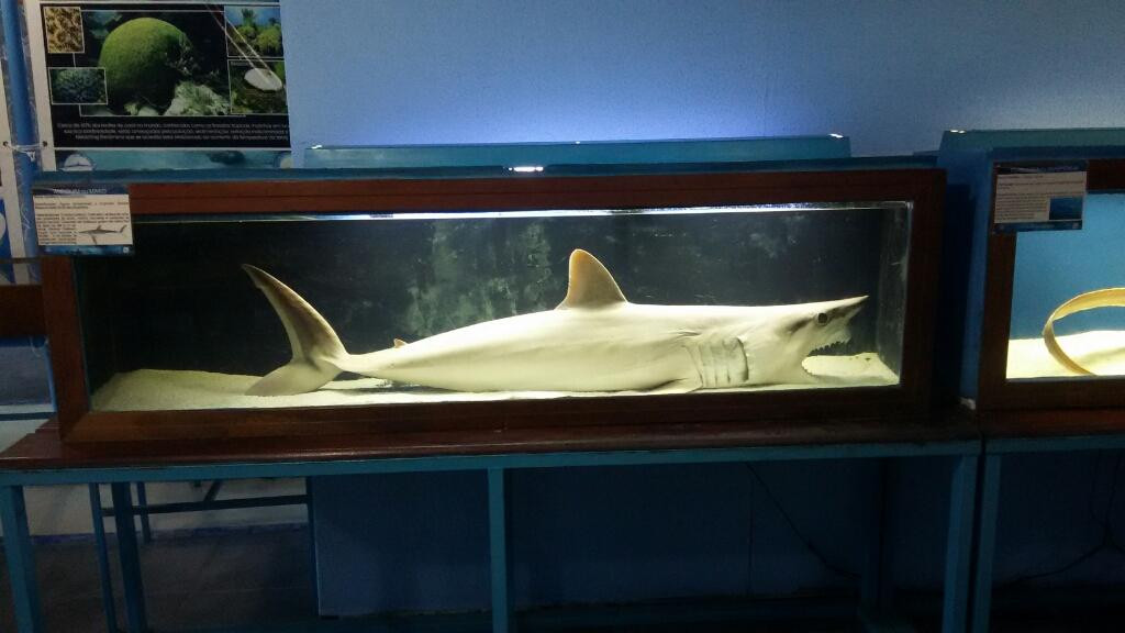 Marine Life Museum-乌巴图巴必去景点
