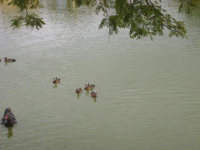 Lago de Vila Galvão-瓜鲁柳斯必去景点