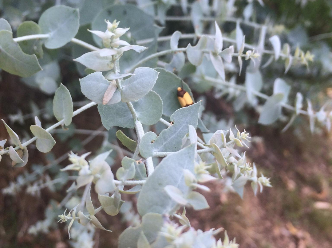 Valley View Walking Trail-布赖特必去景点