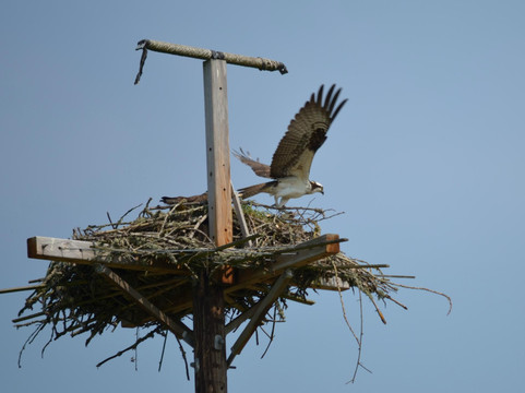 Sauvie Island Wildlife Area-波特兰必去景点