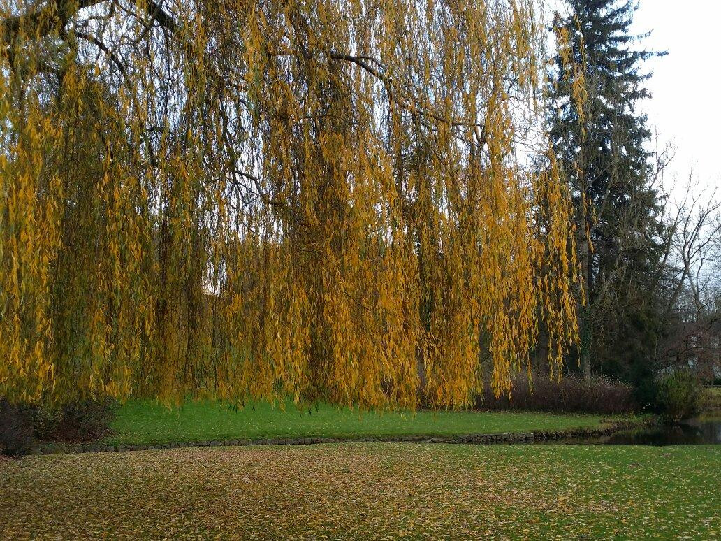 Gräeflicher Park Spa景点图片