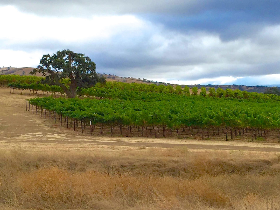 The Steven Kent Winery-利佛摩必去景点