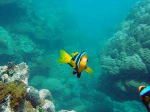 New Zealand Sea Adventures景点图片