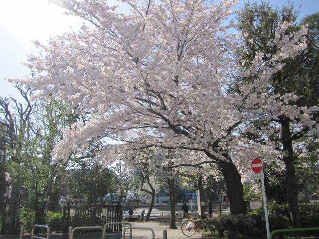 Shimizuike Park-目黒区必去景点
