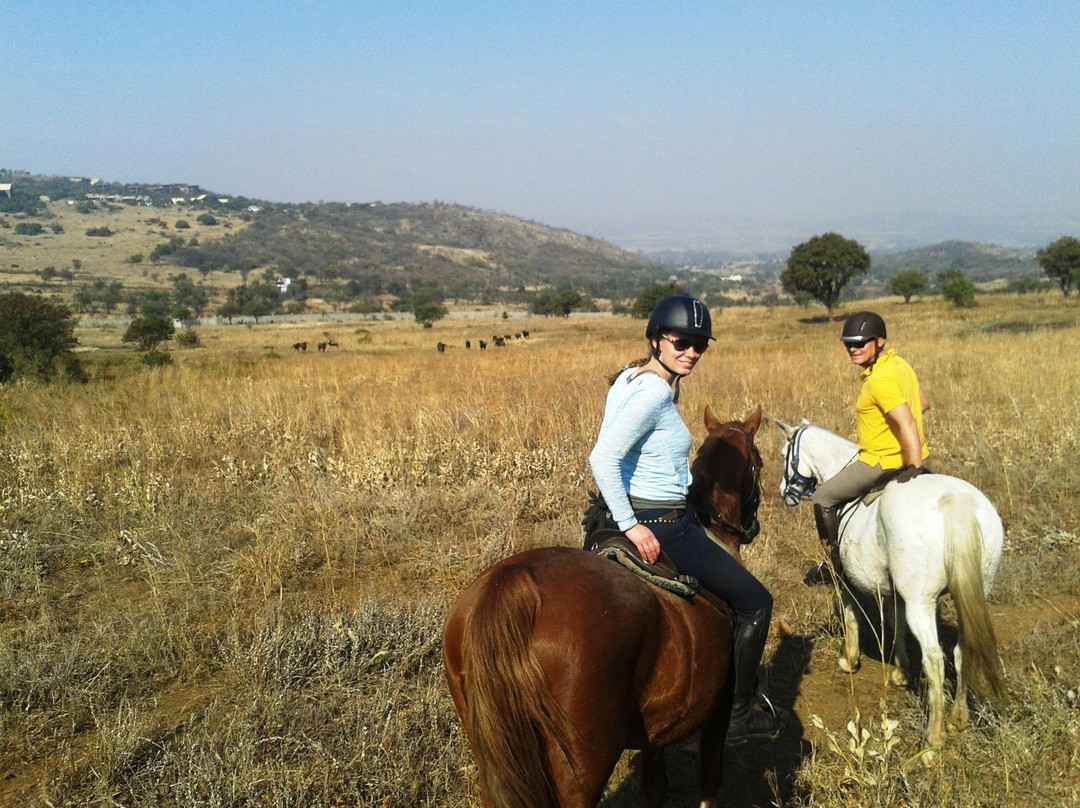Klipriviersberg Nature Reserve Horse Trails景点图片