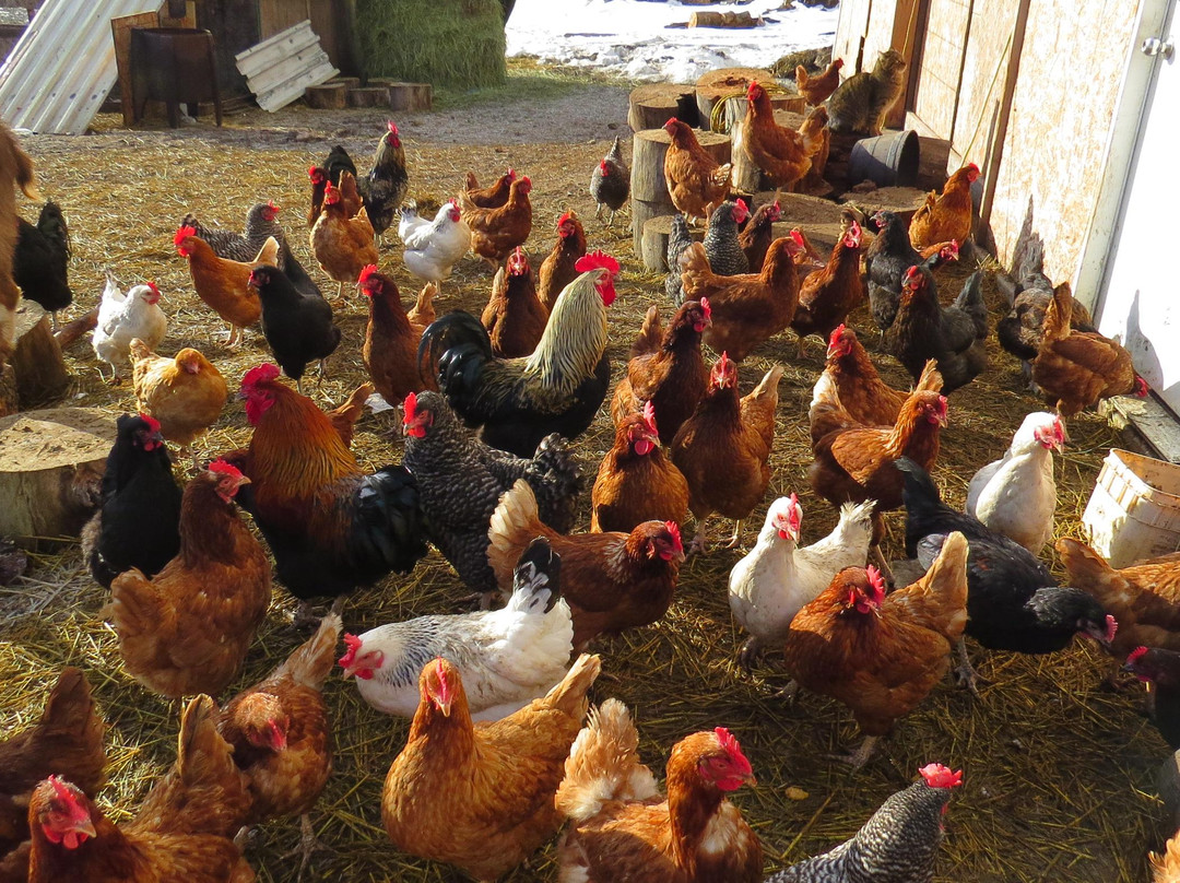 Labyrinth Farm-坎卢普斯必去景点