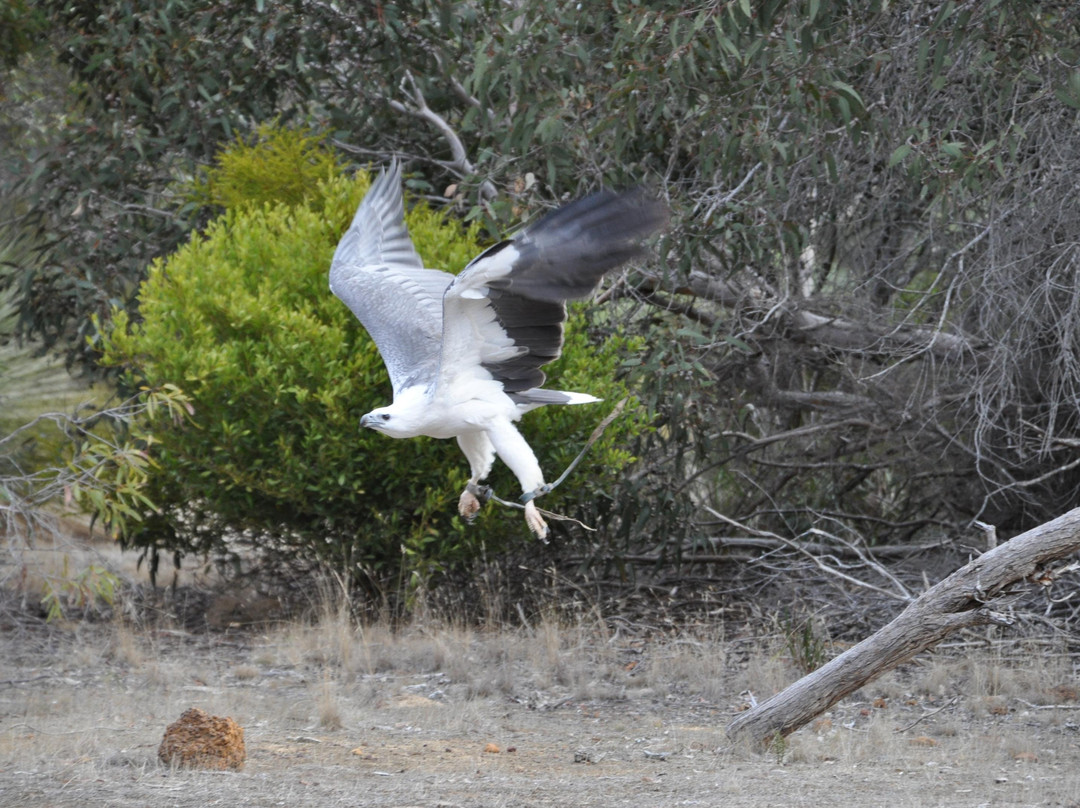 Raptor Domain-Seal Bay必去景点