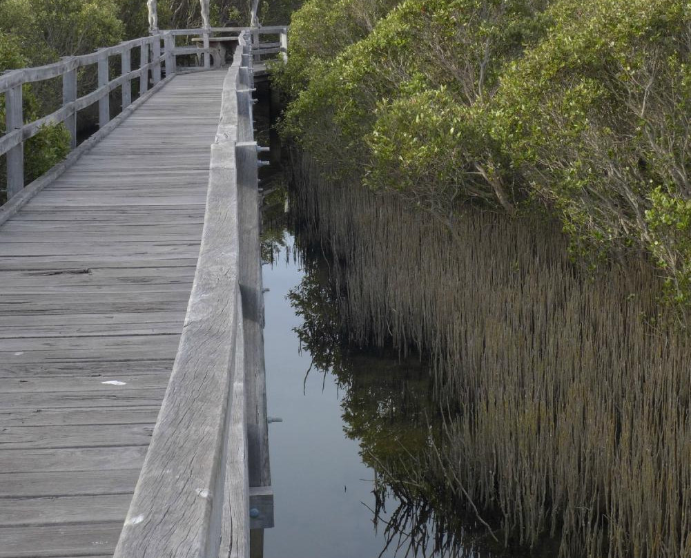 Mangrove Boardwalk景点图片