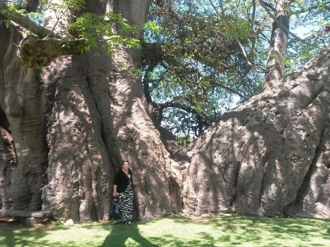 Sunland Baobab-Limpopo Province必去景点
