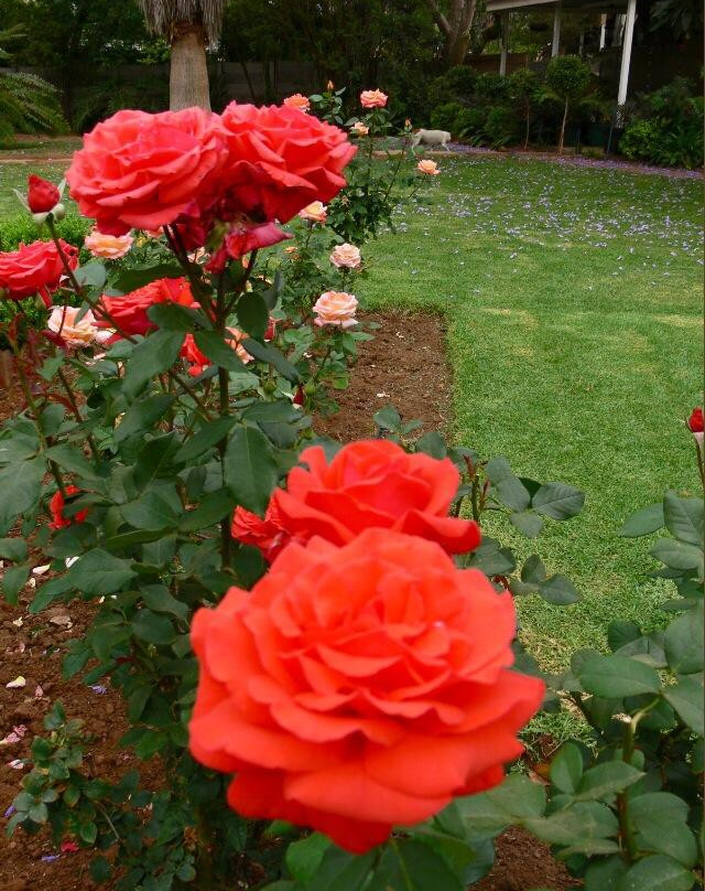 Olivia's Place主图