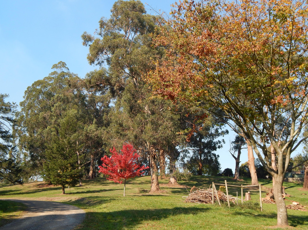 Korumburra Botanic Park景点图片