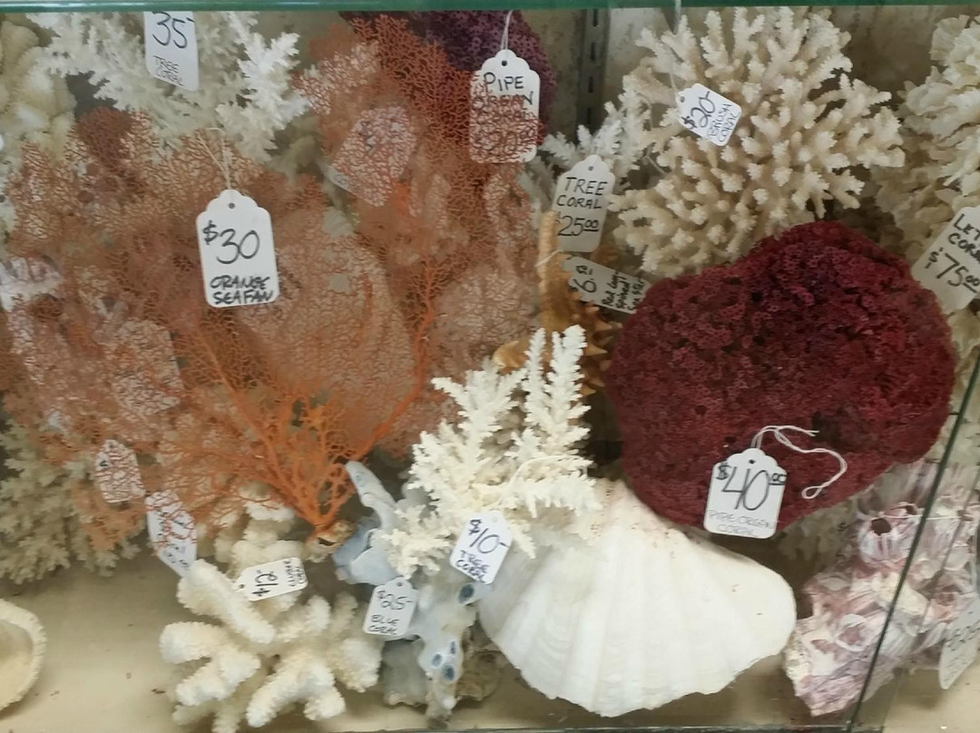 The Shell Shop-莫罗贝必去景点