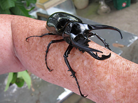 Made Dodi - Private Driver And Tour Guide Bali-库塔必去景点