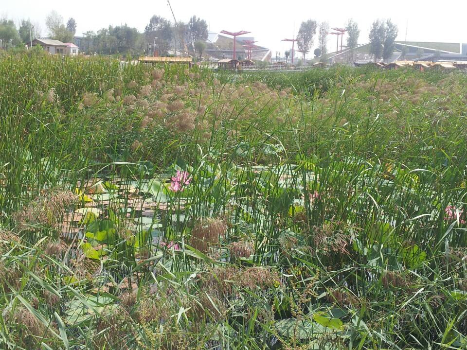 衡水湖-衡水市必去景点