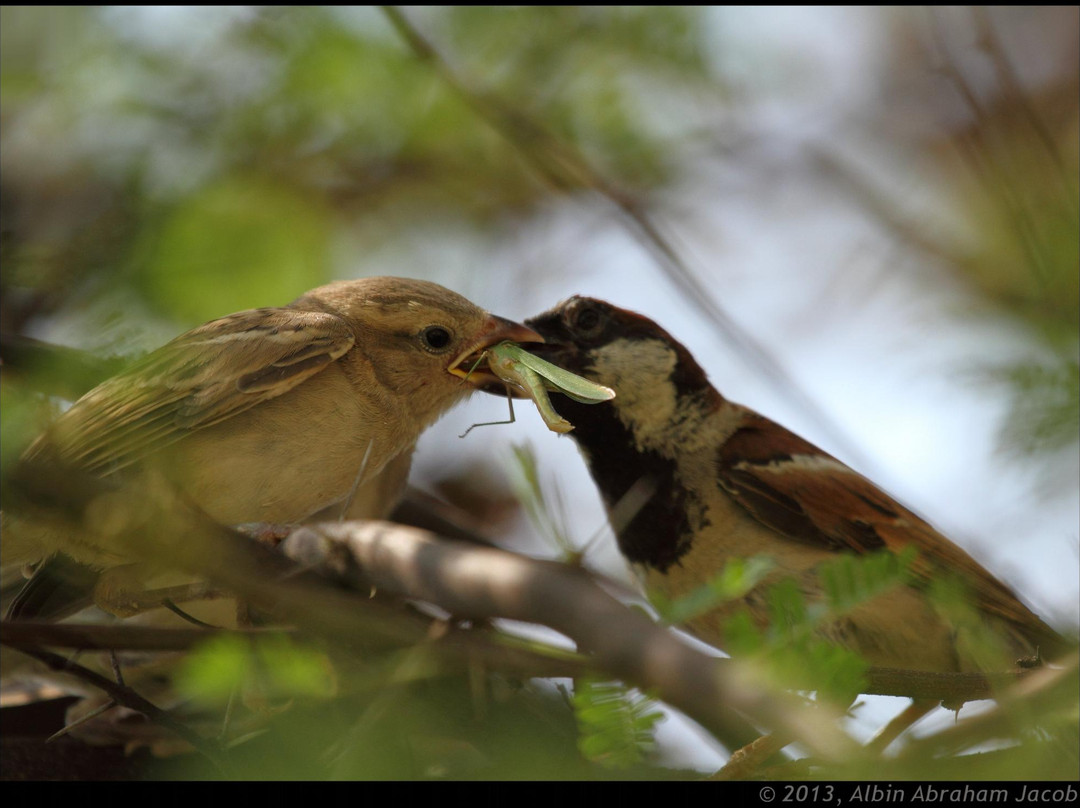 Chava Kolara Resort主图