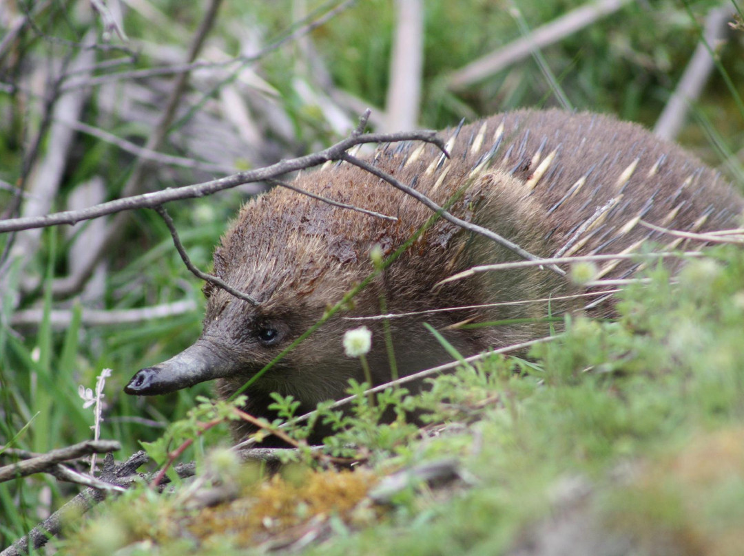 Bruny Island Safaris-霍巴特必去景点
