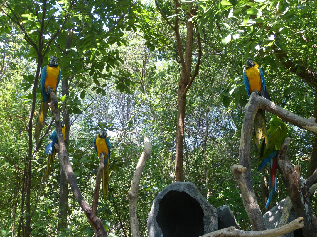 Botanical Garden of Guayaquil-瓜亚基尔必去景点