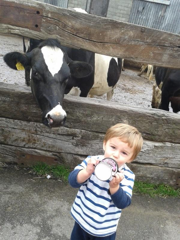 Our Cow Molly Dairy Farm & Ice Cream Shop-谢菲尔德必去景点