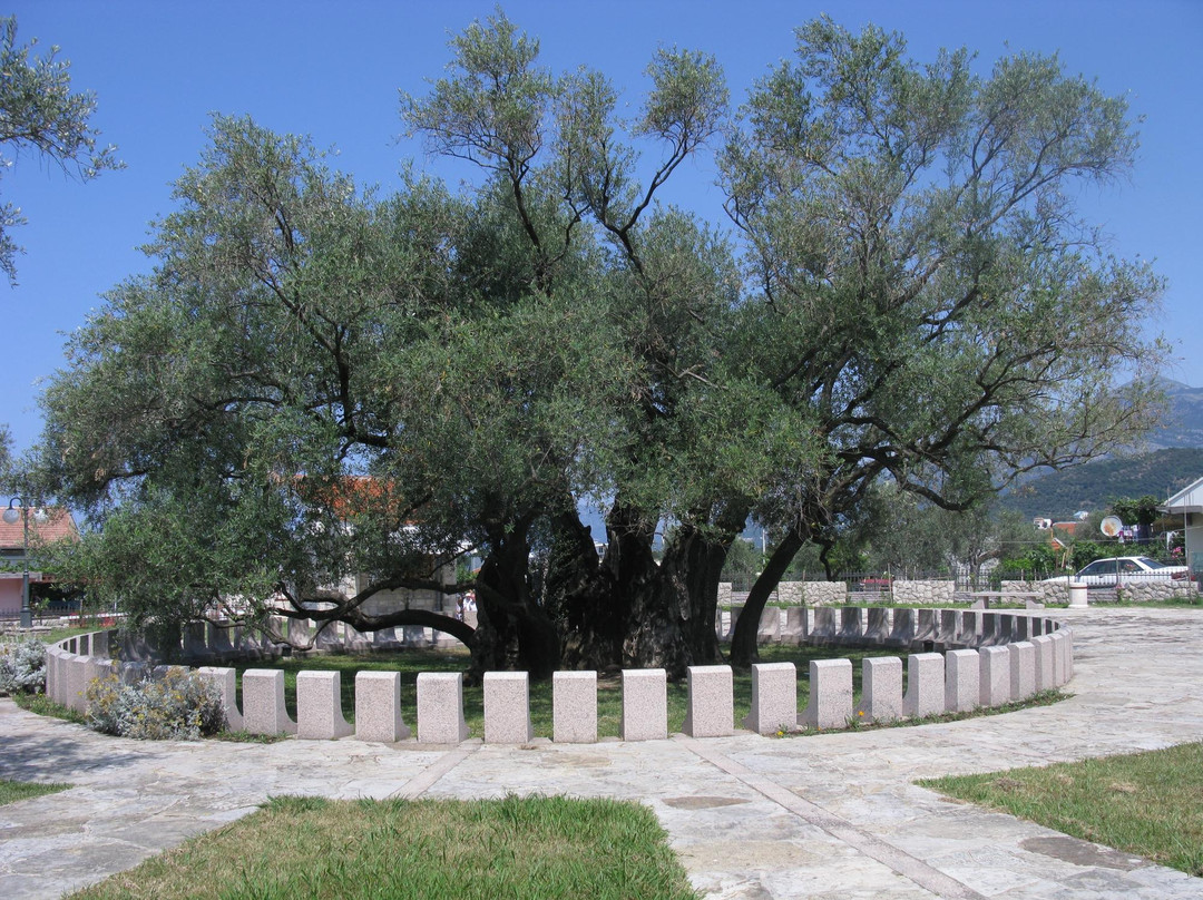 Old Olive Tree-Bar必去景点