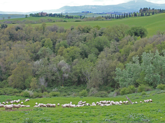I Bike Tuscany-佛罗伦萨必去景点