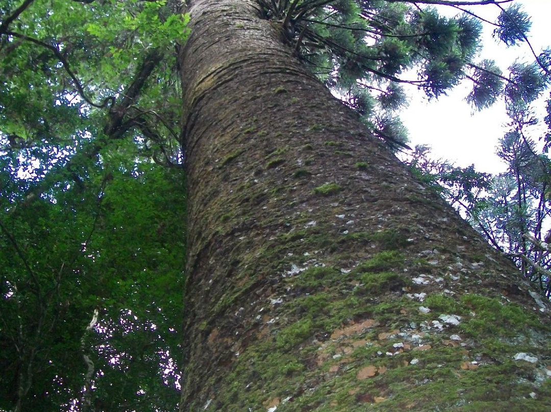 Pinheiro Multissecular-Nova Petropolis必去景点