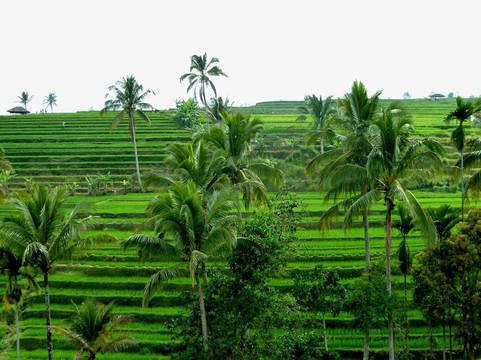 巴厘最安全租车公司-登巴萨必去景点