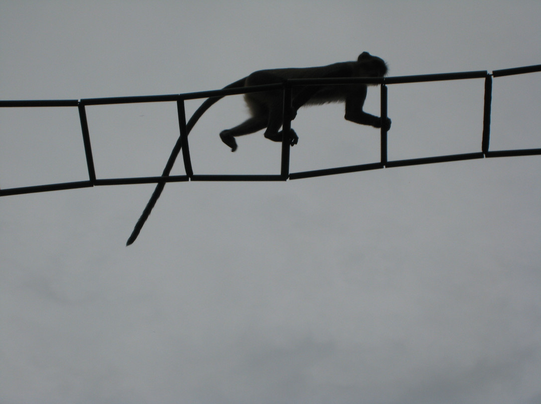 Colobus Conservation-迪亚尼必去景点
