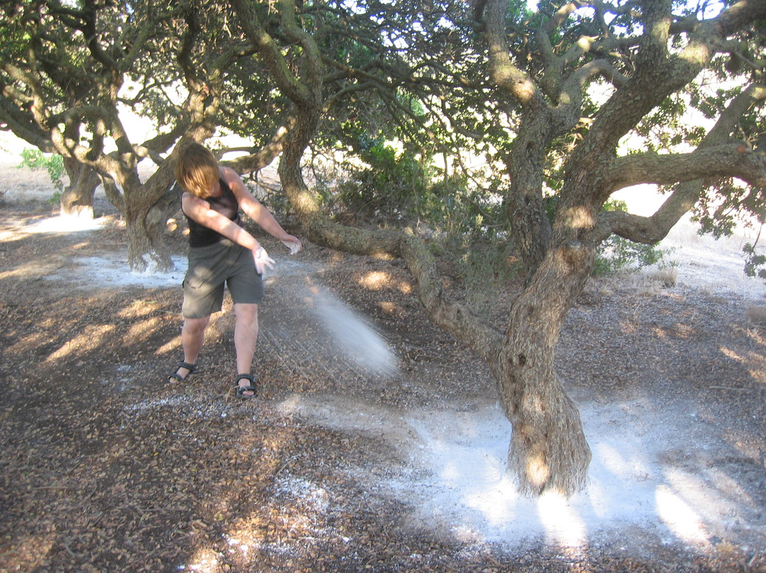 Masticulture-Mesta必去景点