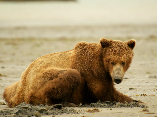 Sea Hawk Air-Kodiak必去景点