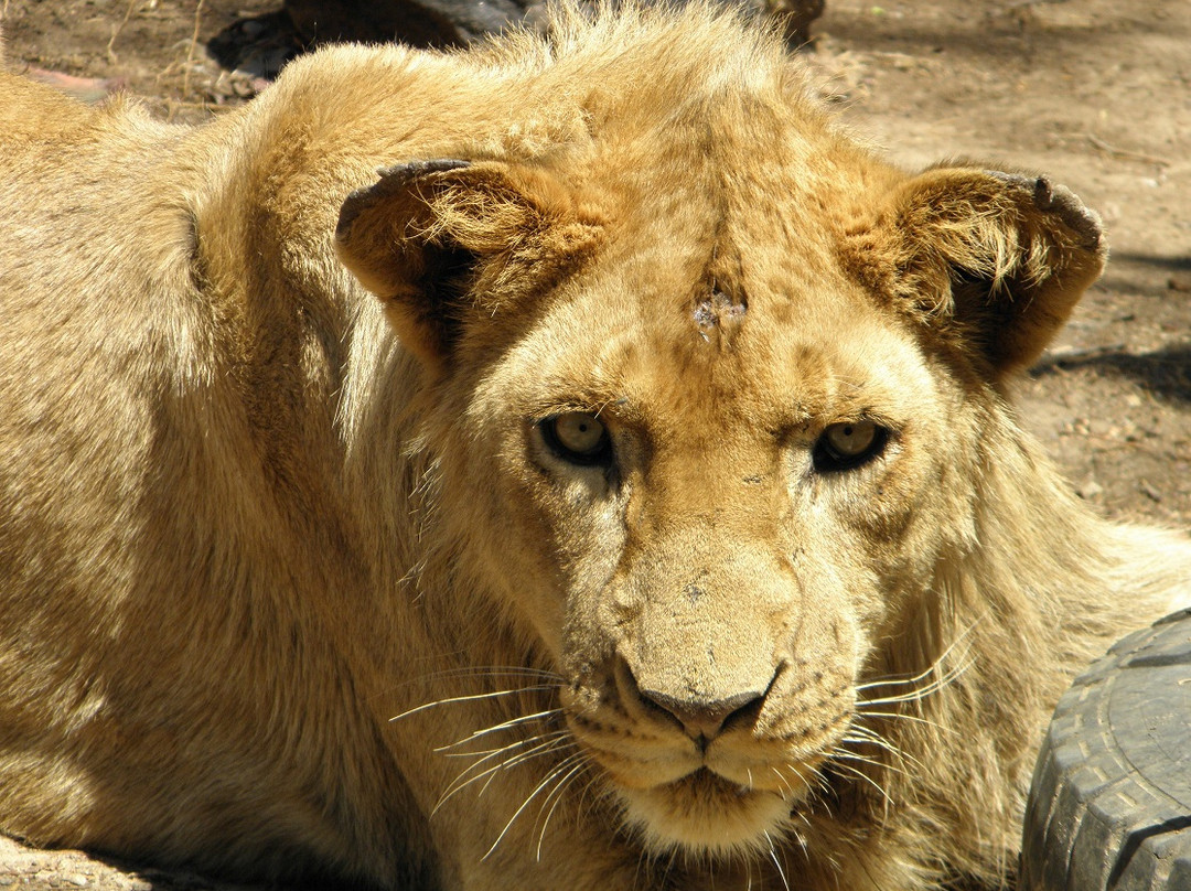 Parays Game Ranch-卢萨卡必去景点