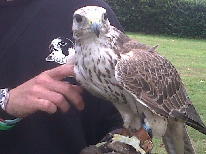 Fallowfields Falconry