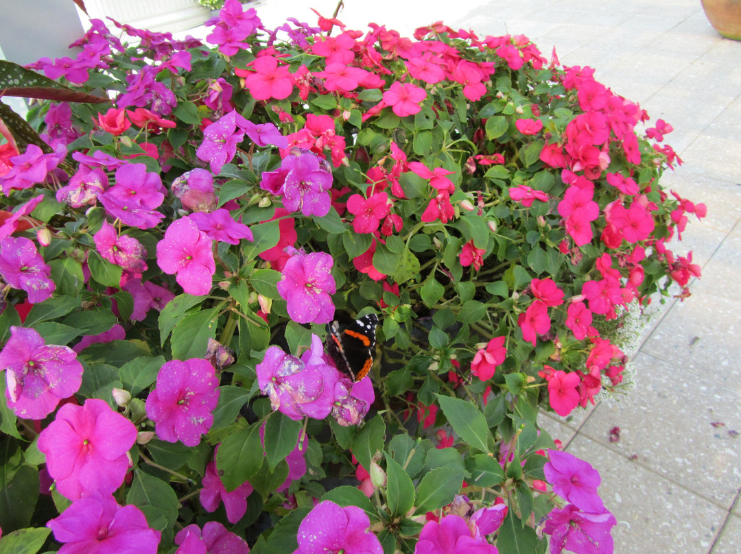 Naples Botanical Garden-那不勒斯必去景点