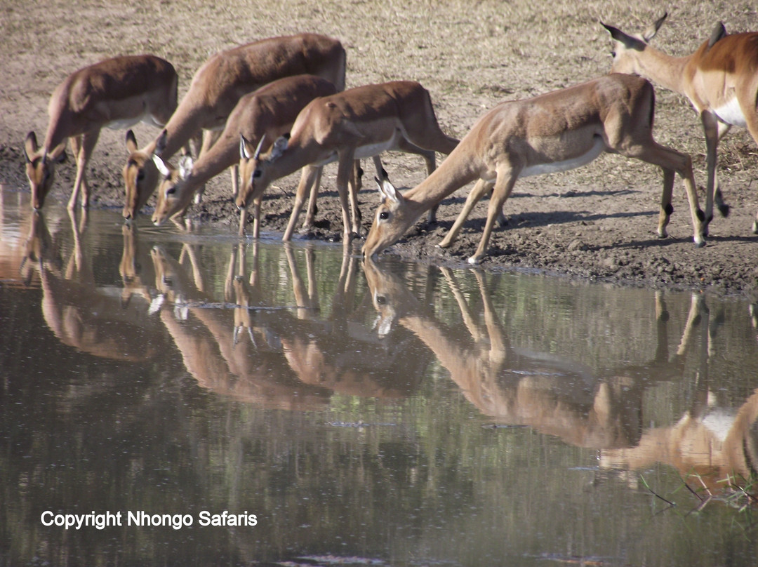 Nhongo Safaris-克鲁格国家公园必去景点