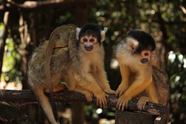 World of Birds-开普敦中心区必去景点