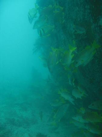 Benwood wreck-拉哥岛必去景点