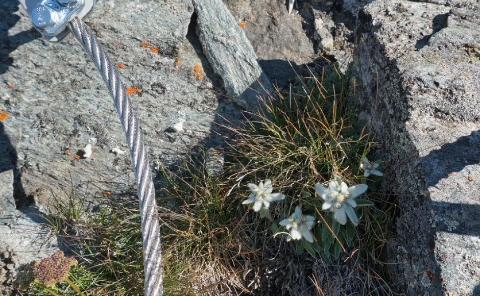 Via Ferrata des Gentianes
