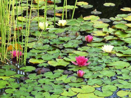 Botanical Garden of the University of Wrocław景点图片