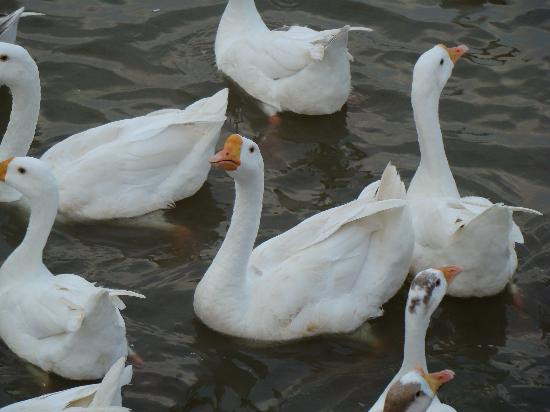 Sukhna Lake-昌迪加必去景点