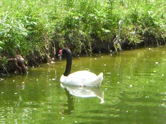 Jacksonville Zoo & Gardens-杰克逊维尔必去景点