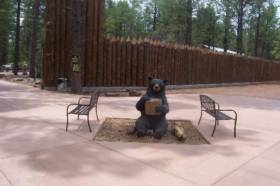 熊利桑那野生动物园-威廉姆斯必去景点