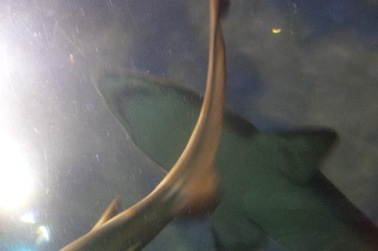 莱利大烟山水族馆-盖林柏格必去景点