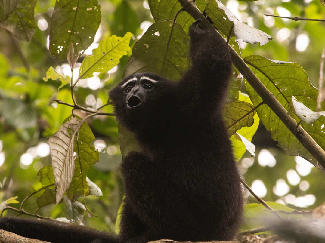 Hoollongapar Gibbon Sanctuary景点图片