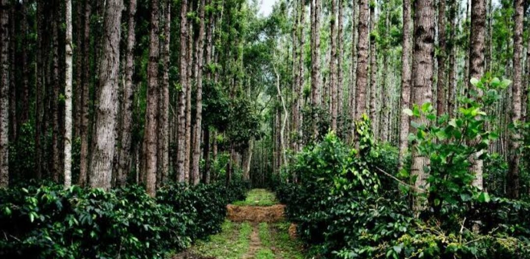 Coffee Plantation Walk景点图片