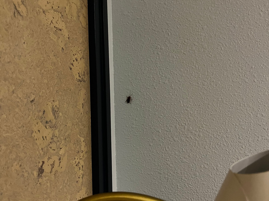 Calistoga Motor Lodge & Spa主图