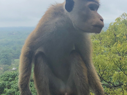 TYZON CEYLON TOURS-Aluthgama必去景点