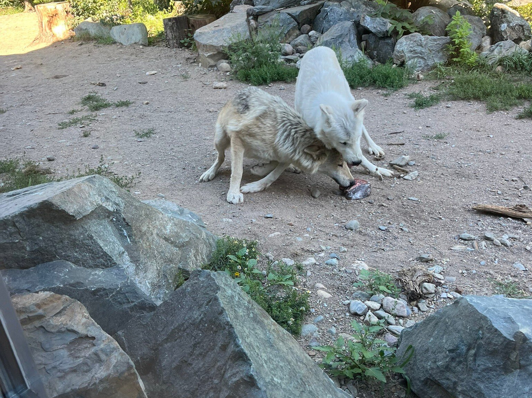 International Wolf Center景点图片