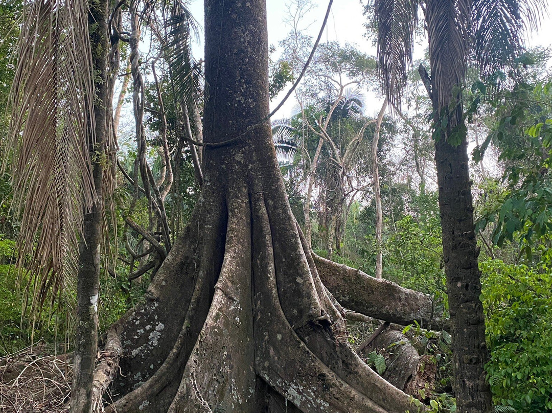 Tambopata National Reserve景点图片