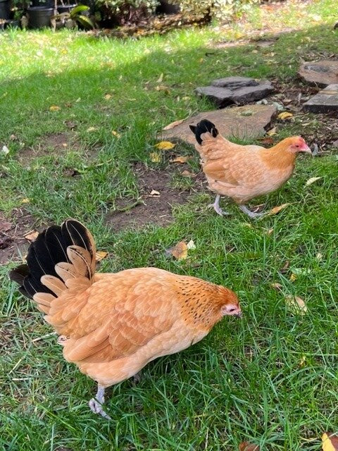 The Carlton Inn Bed & Breakfast主图